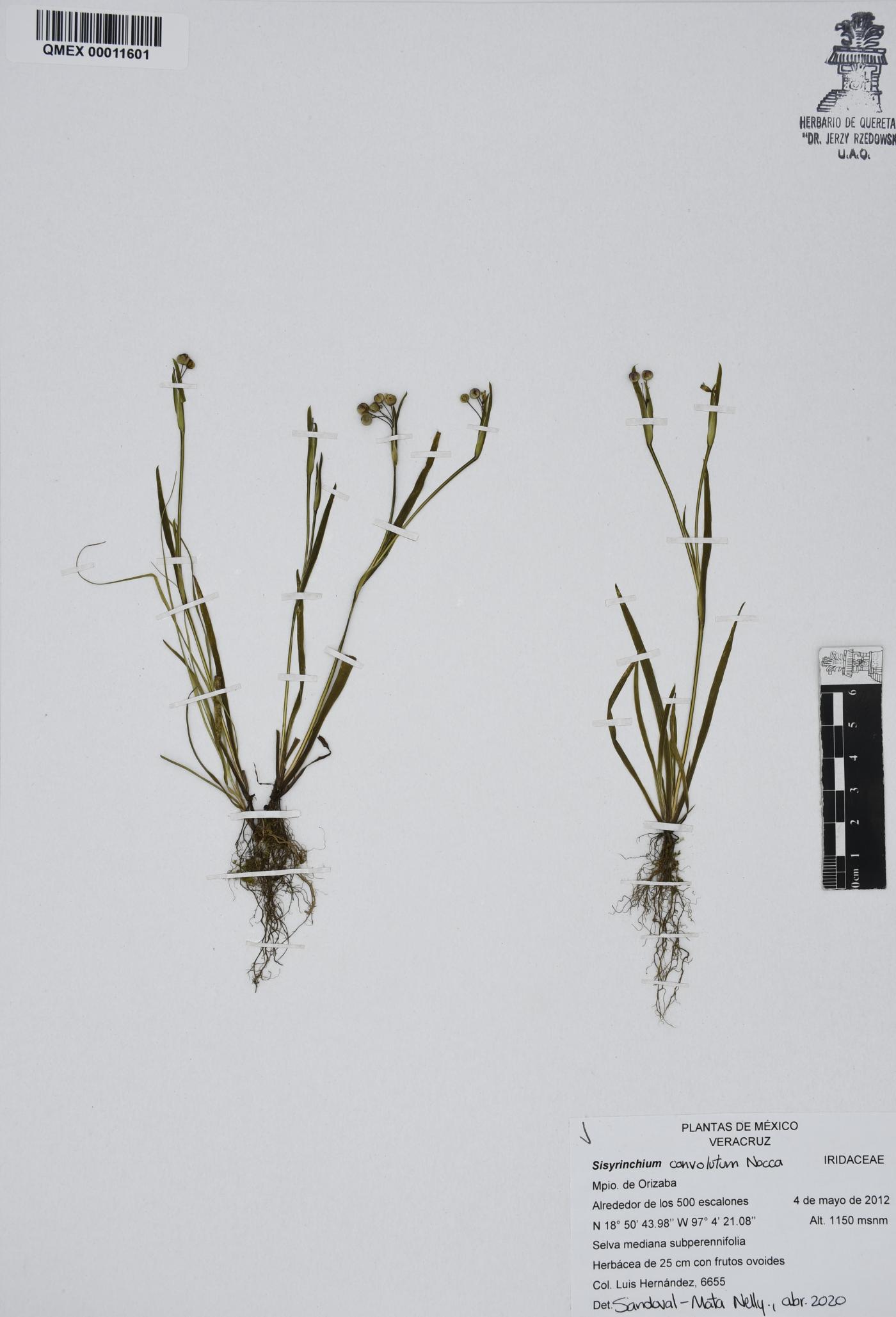 Sisyrinchium convolutum image